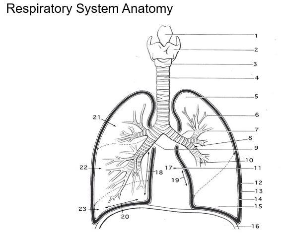 respiratory system labeled diagram