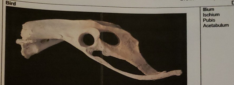 Solved Bird illium Ischium Pubis Acetabulum | Chegg.com