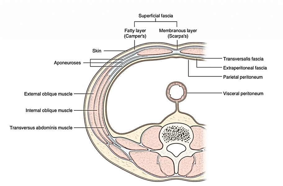 layers of posterior abdominal wall