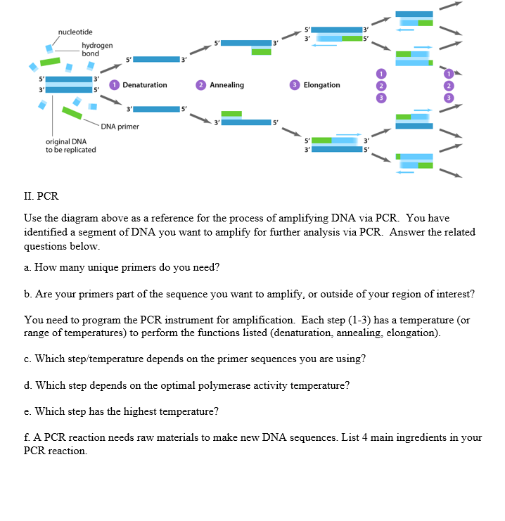 Use the diagram above as a reference for the process of amplifying DNA via PCR. You have identified a segment of DNA you want