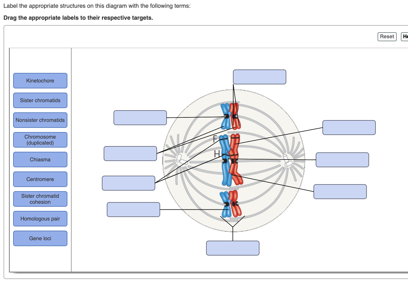 Solved Label the appropriate structures on this diagram with