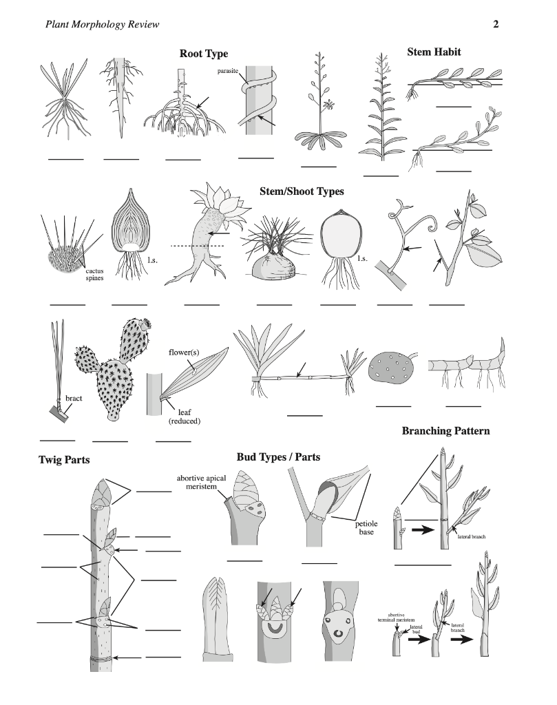 Plant Morphology Review 2 Stem Habit Branching | Chegg.com