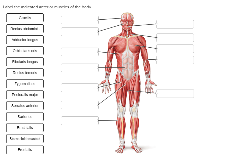 Label The Indicated Anterior Muscles Of The Body