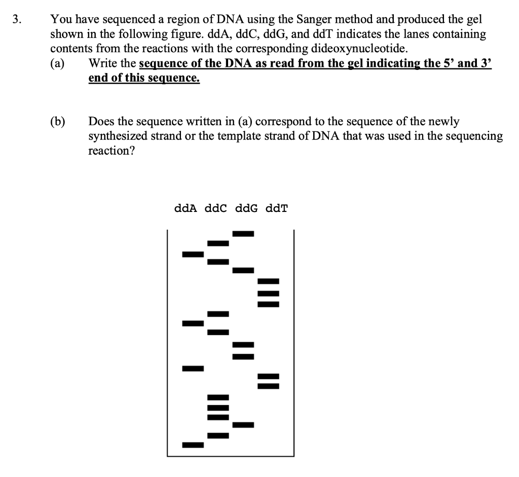Solved You have sequenced a region of DNA using the Sanger | Chegg.com