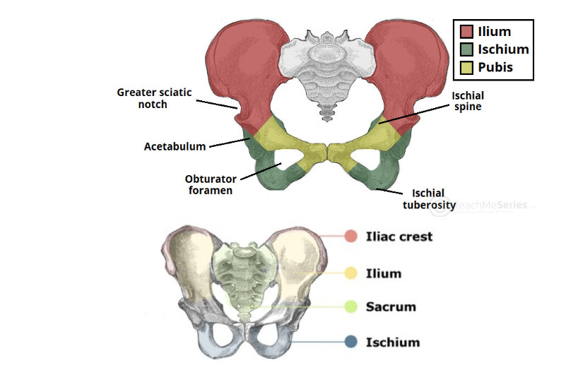 Седалищная кость. Pelvis и Coxa. Ischium анатомия. Os pubis анатомия. Ischial Spine.