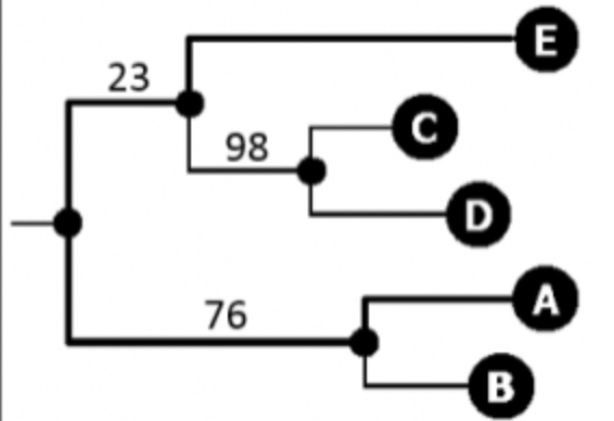 Solved Examine The Following Phylogeny That Was Tested Using Chegg Com