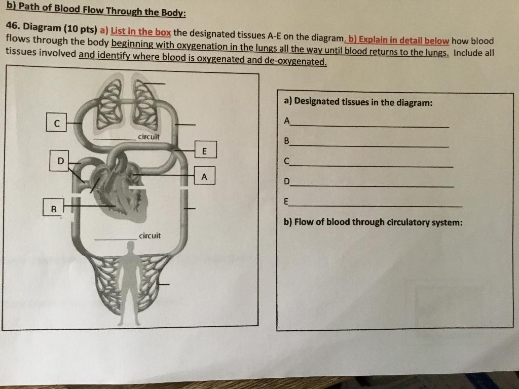 Solved b) Path of Blood Flow Through the Body: 46. Diagram | Chegg.com