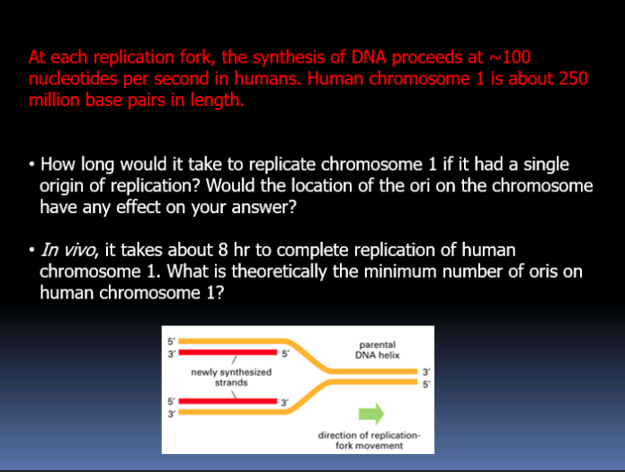 Solved At each replication fork the synthesis of DNA Chegg