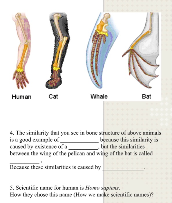 44 Best Photos Cat Bone Structure Cat Anatomy Cat Skeleton DK