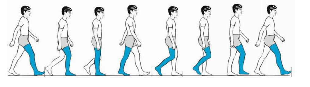 For the important events of gait cycle shown in | Chegg.com