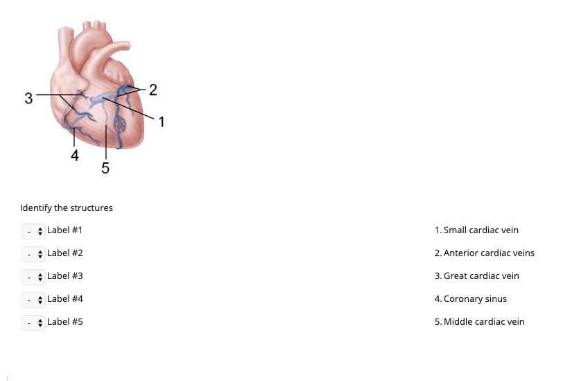 smallest cardiac vein