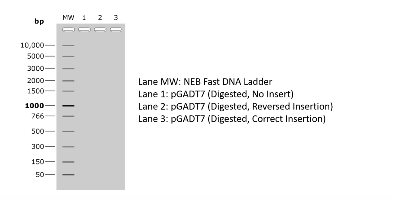 (8 points) You cut both the plasmid and PCR product | Chegg.com