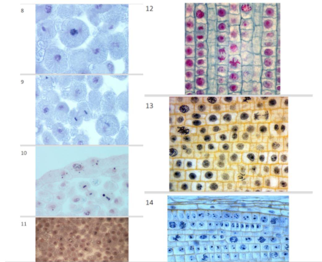 Solved For each of the images list the mitotic stages that Biology Diagrams