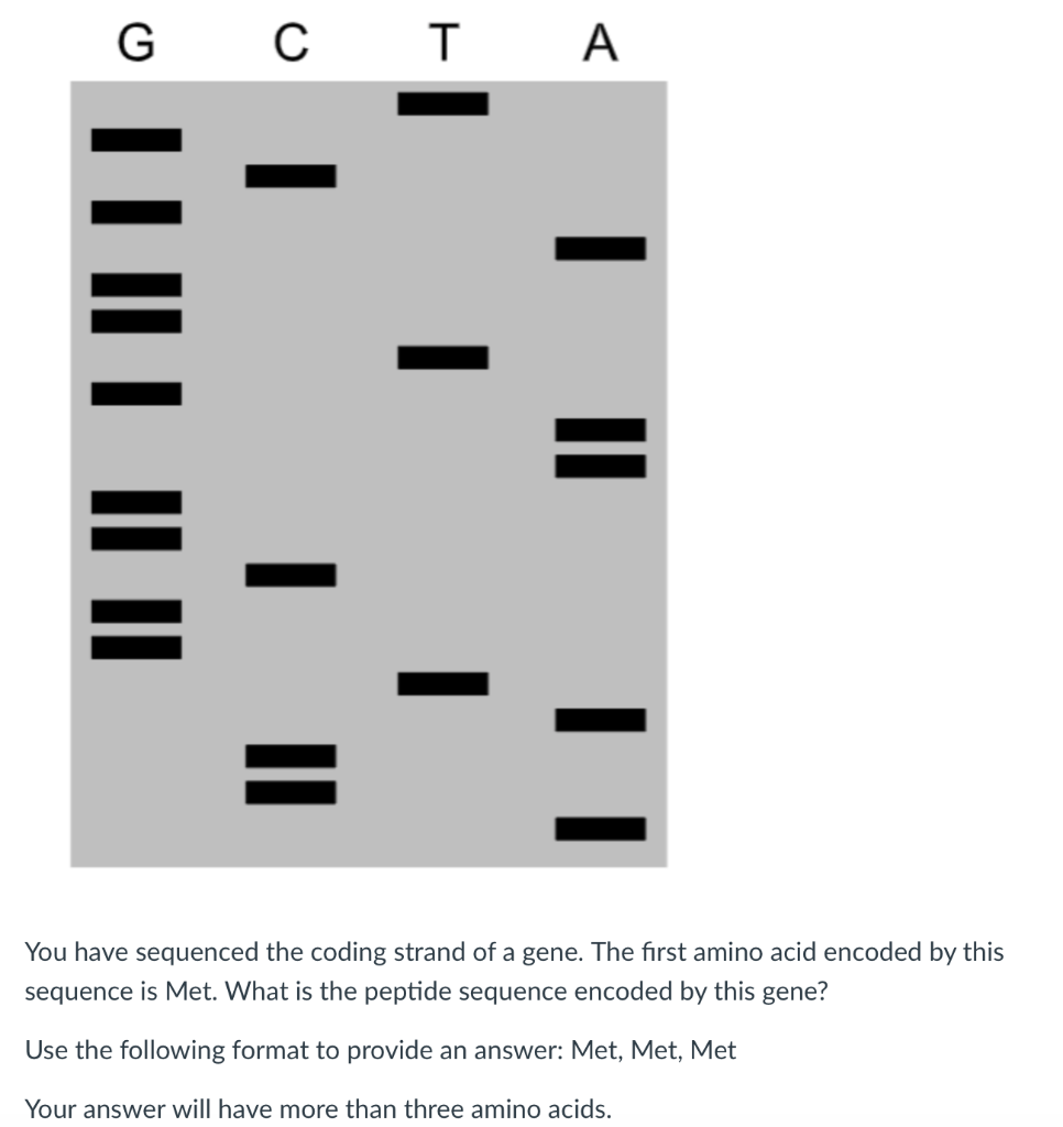 Solved G C T A You have sequenced the coding strand of a | Chegg.com