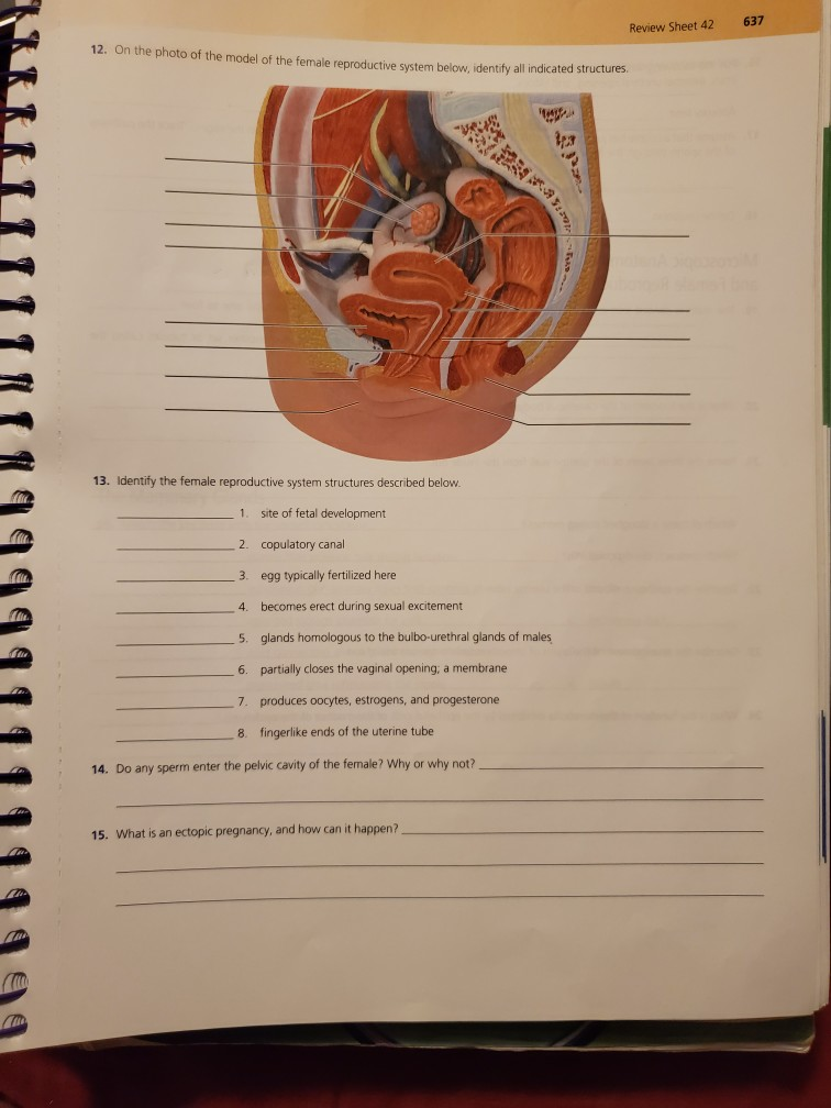 Review Sheet 42 637 12 On The Photo Of The Model Of Chegg 