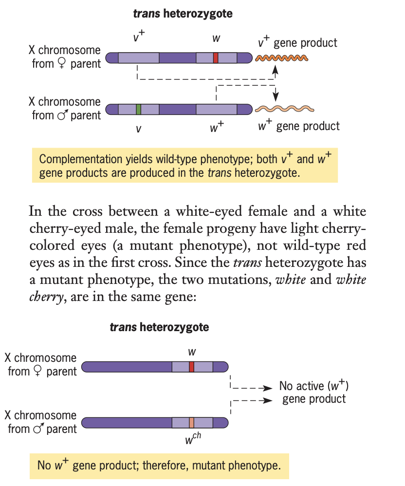 Solved In Drosophila, white, white cherry, and vermilion are