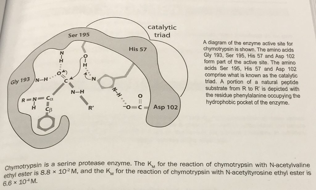 Solved catalytic triad Ser 195 A diagram of the enzyme