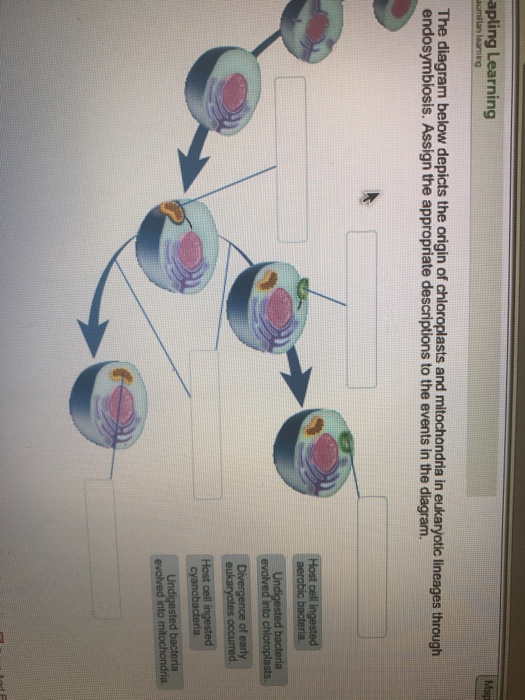 Solved apling Learning The diagram below depicts the origin | Chegg.com