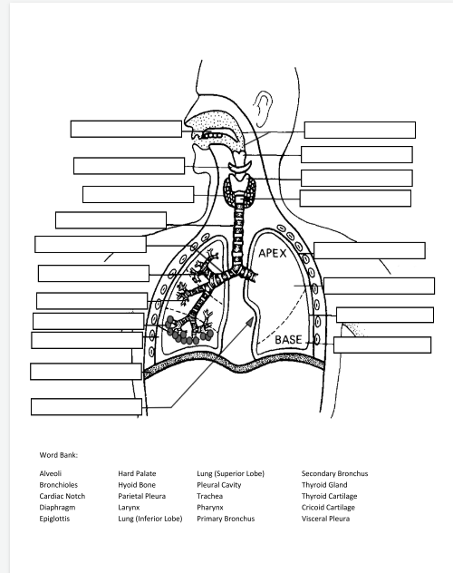 Solved WIN HIU 2 APEX BASE Word Bank: Alveoli Bronchioles | Chegg.com