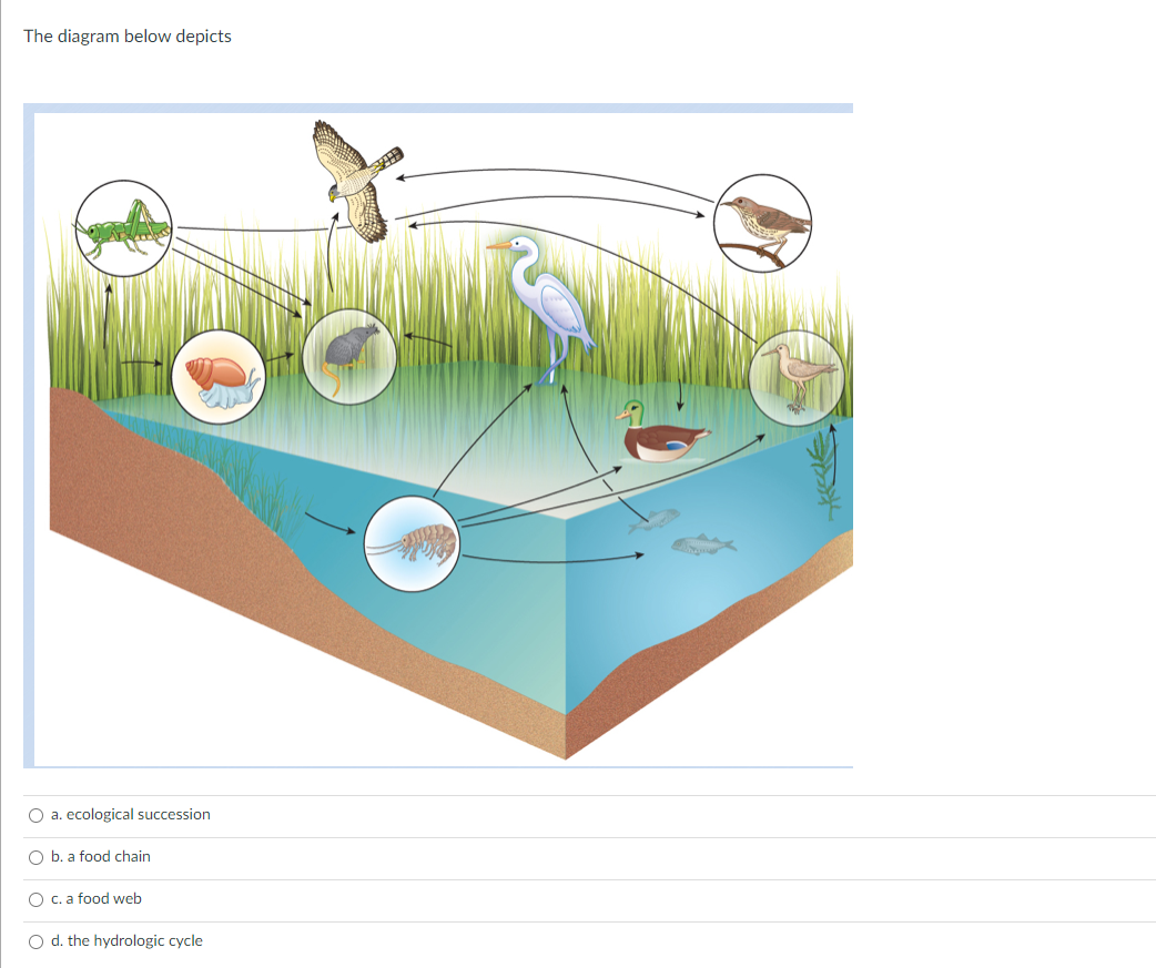 Ecological Succession: Definition, Types, Process, Stages and Impacts, image size:1042x873