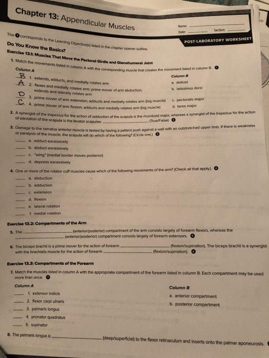 Solved Chapter 13: Appendicular Muscles to the Leaming | Chegg.com