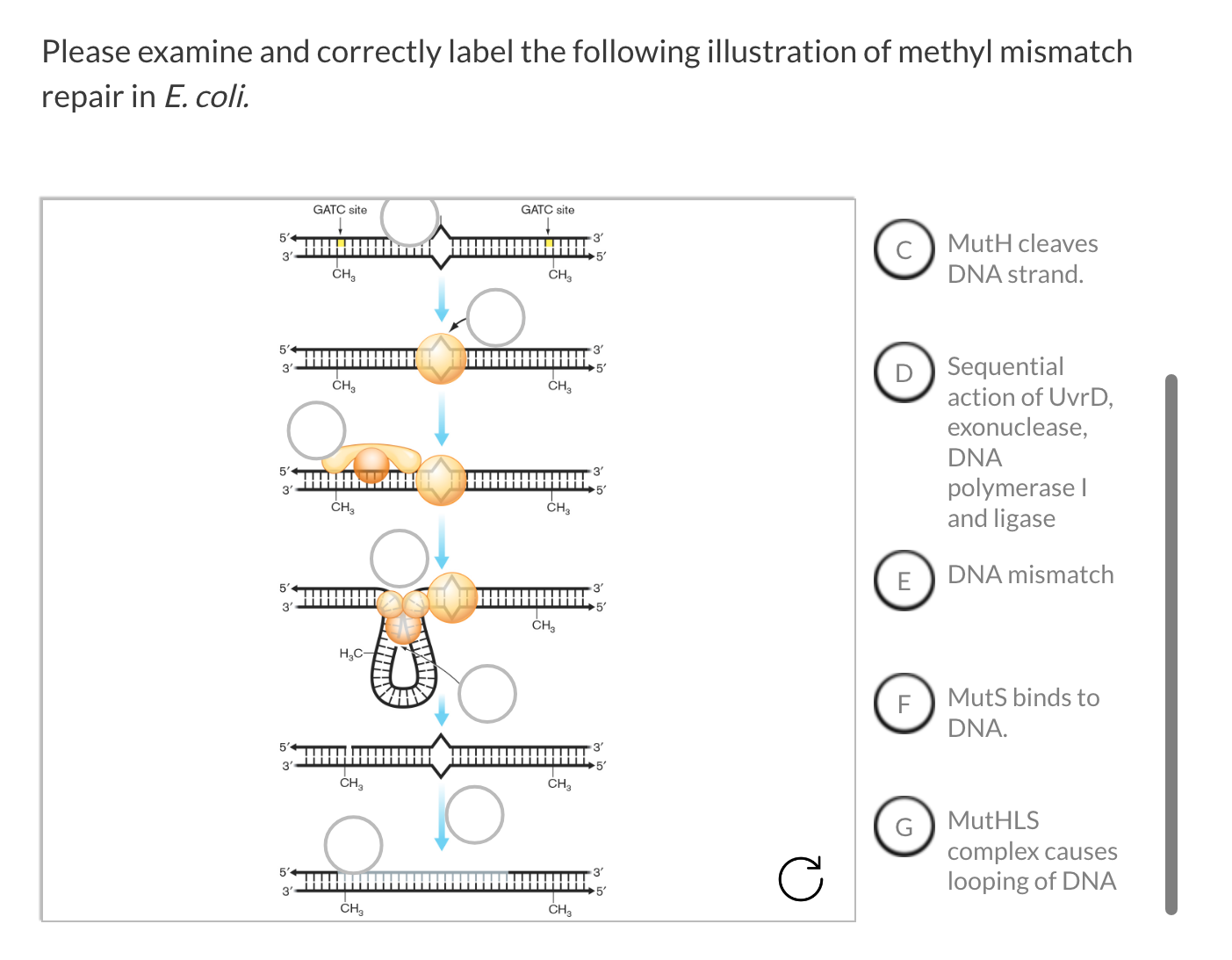 Solved Please examine and correctly label the following | Chegg.com