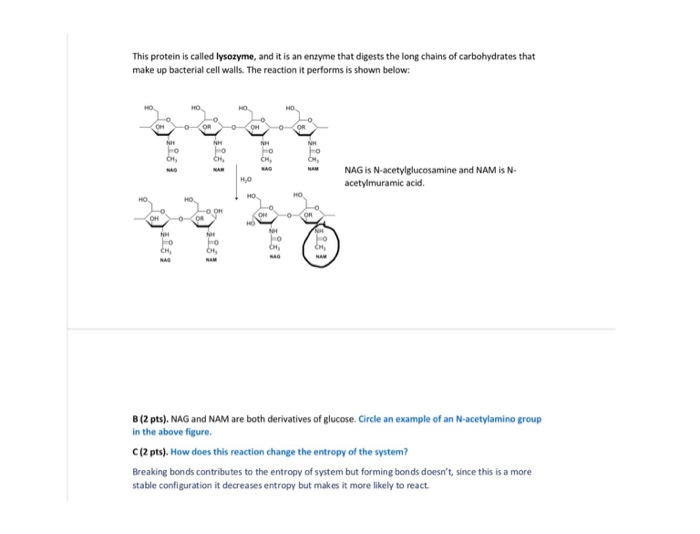 Solved This Protein Is Called Lysozyme And It Is An Enzyme Chegg Com