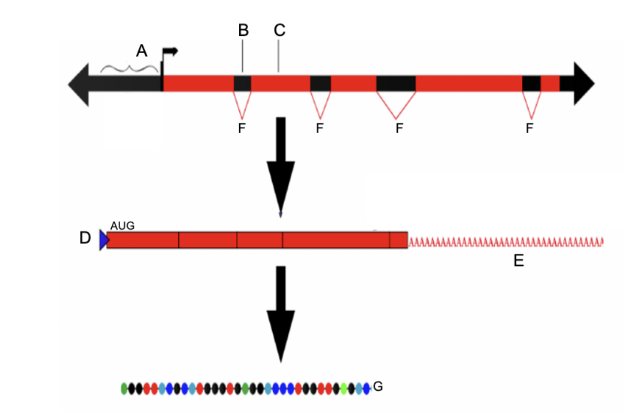 Solved D 5'Cap E 3' poly A tail F Splice sites G [Choose] | Chegg.com