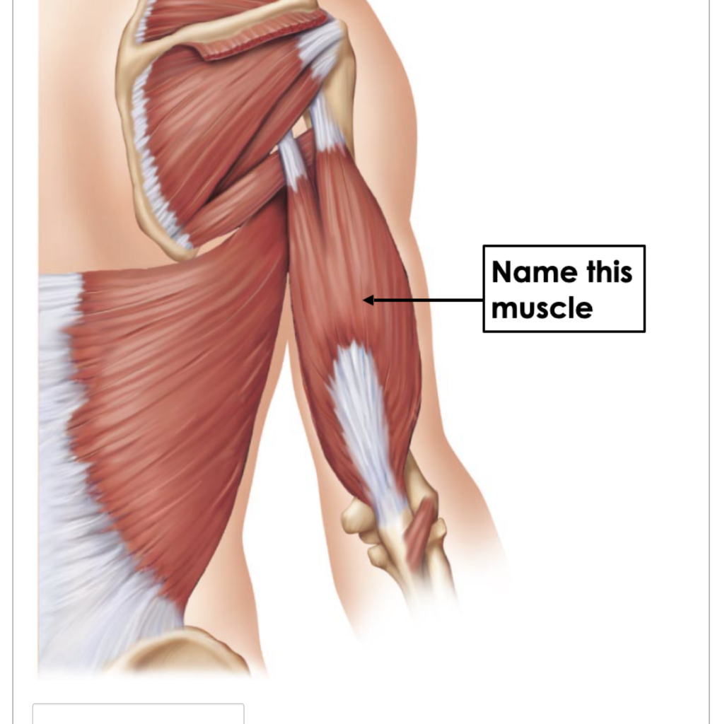 What is the action of this muscle? What is the | Chegg.com