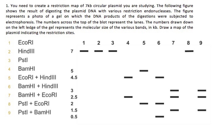 Solved 1. You need to create a restriction map of 7kb | Chegg.com
