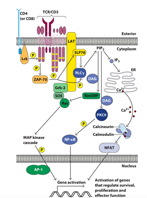 Solved Assign molecules in the T cell signaling pathway to