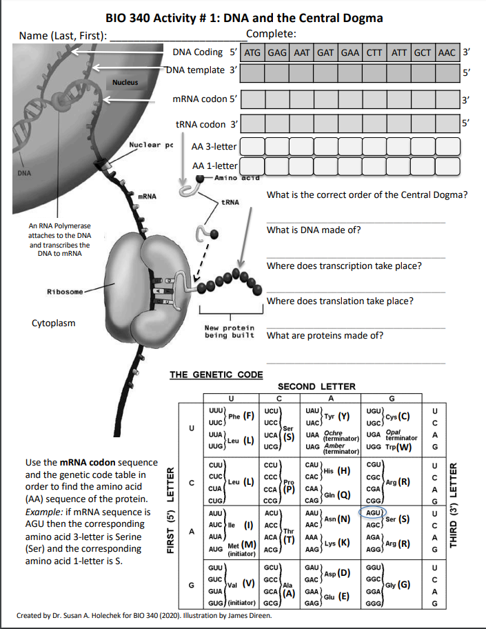 solved bio 340 activity 1 dna and the central dogma na chegg com