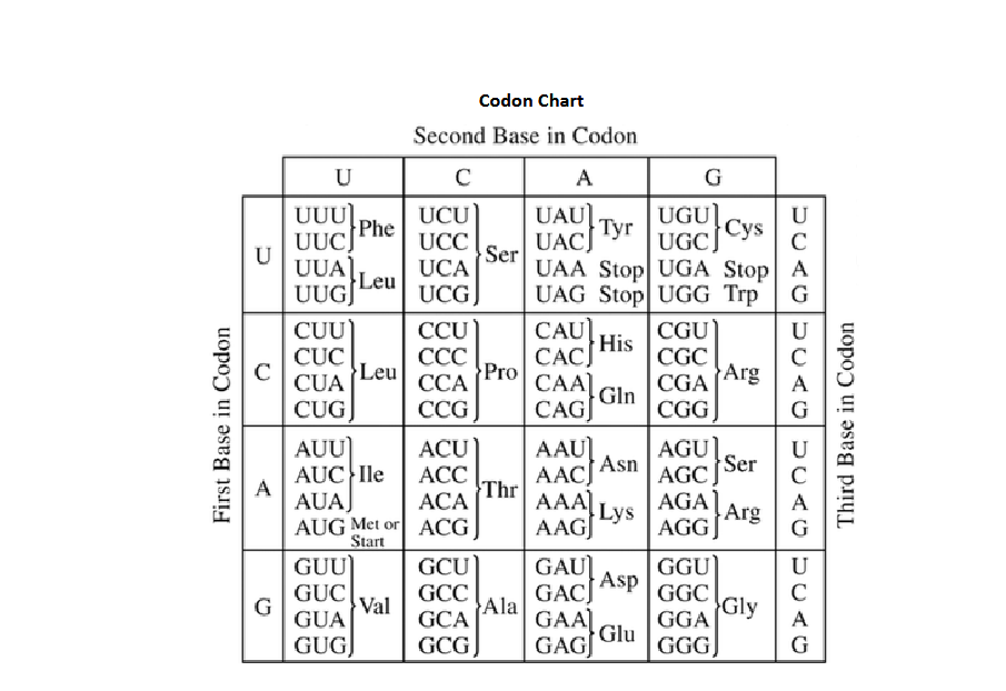 Кодон это. Amino acids codon. Codon usage. CUG кодон. Codon Chart