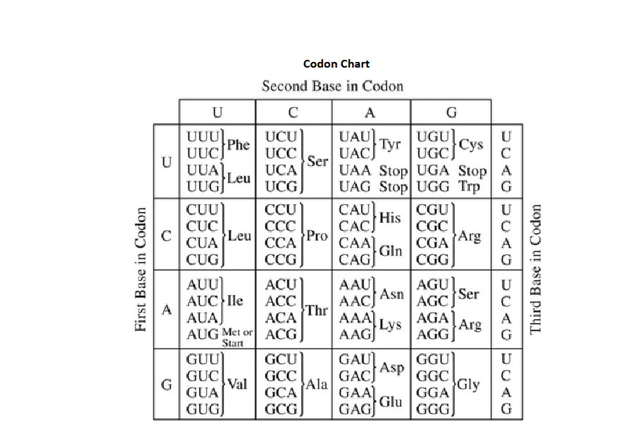 Кодон. Таблица кодонов. Codon usage. Amino acid codons.