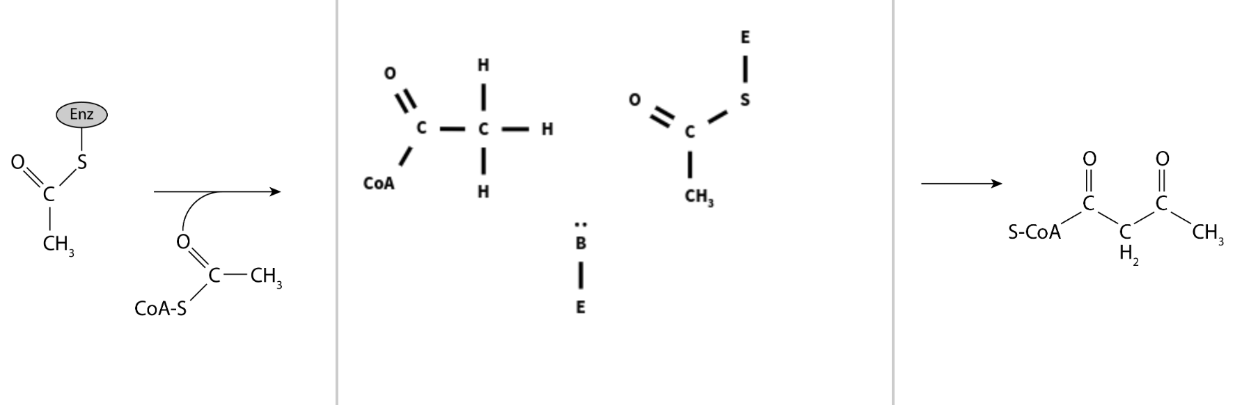 Enz
CH3
COA-S
-CH?
E
HY
COA
CH3
B
|
E
S-COA
H?
CH3