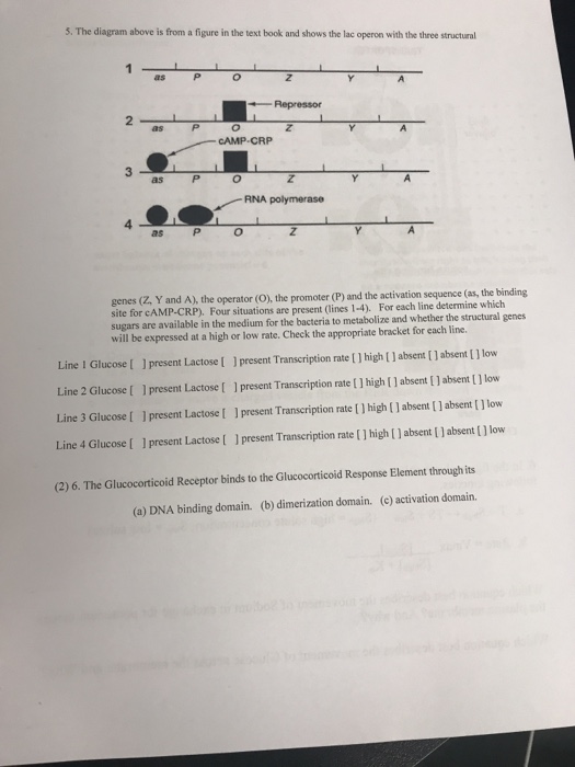 In The Diagram Below Of The Lac Operon What Is The Sugar Composition Of