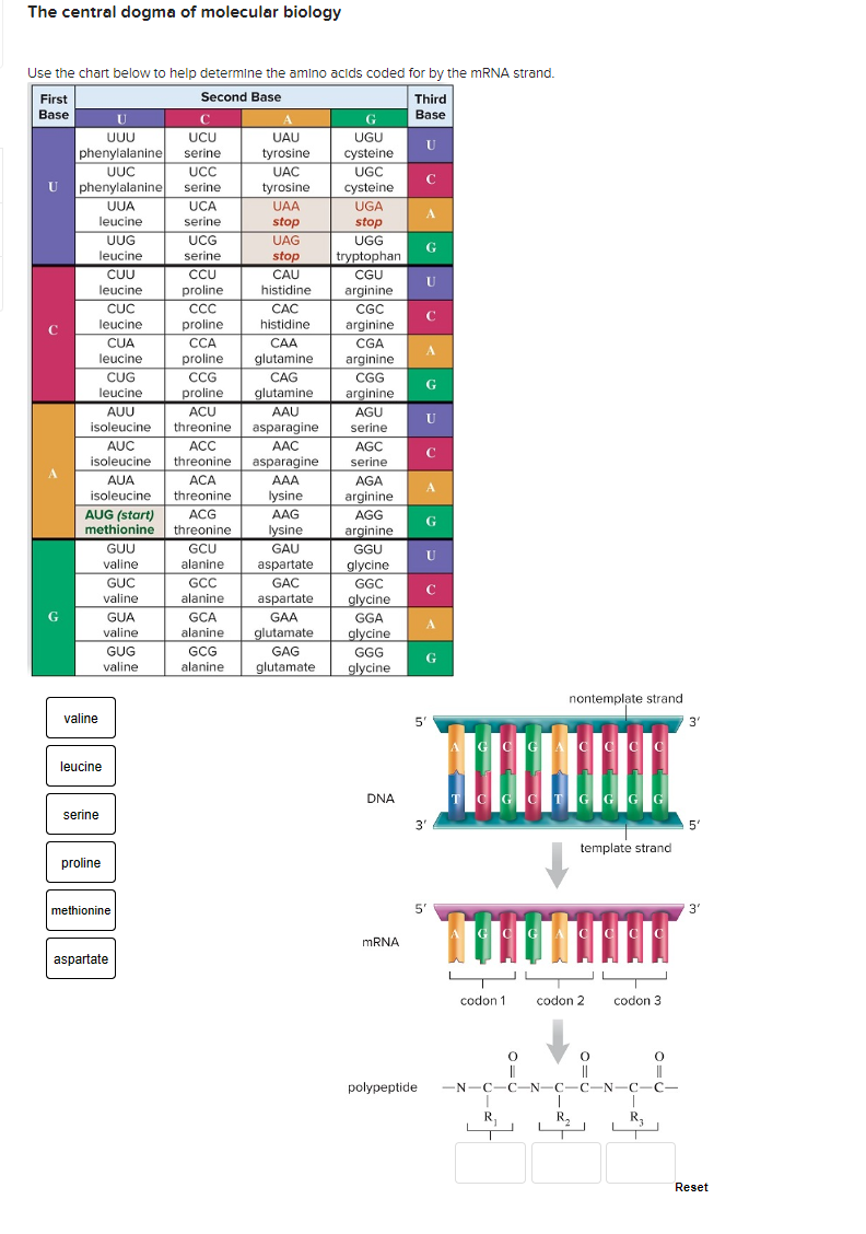 Solved The central dogma of molecular biologyUse the chart | Chegg.com