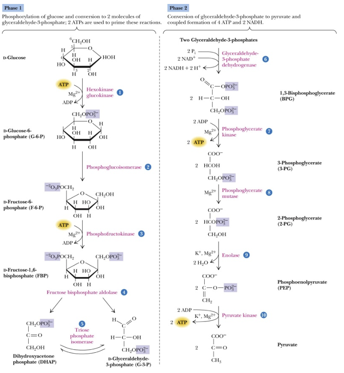 Solved Which carbon (or carbons) of glucose, if metabolized | Chegg.com