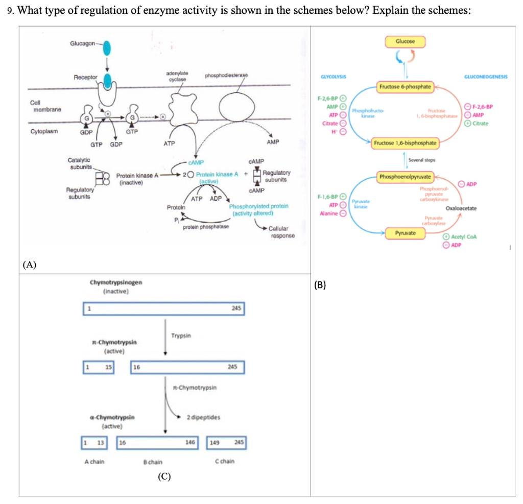 Solved 9. What type of regulation of enzyme activity is | Chegg.com