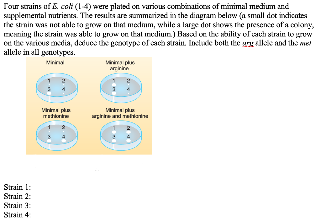 Solved Restriction endonucleases BamH1, Nhel, BgIII, and | Chegg.com