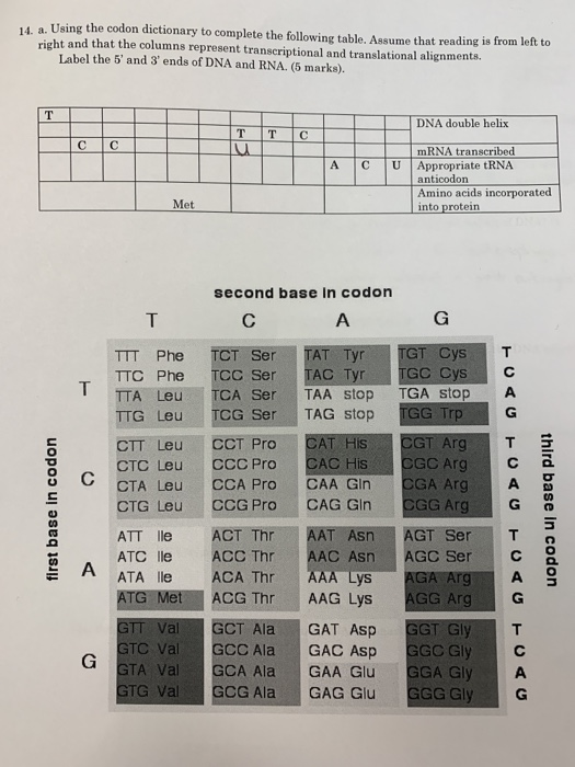 Solved 4. a. Using the codon dictionary to complete the | Chegg.com