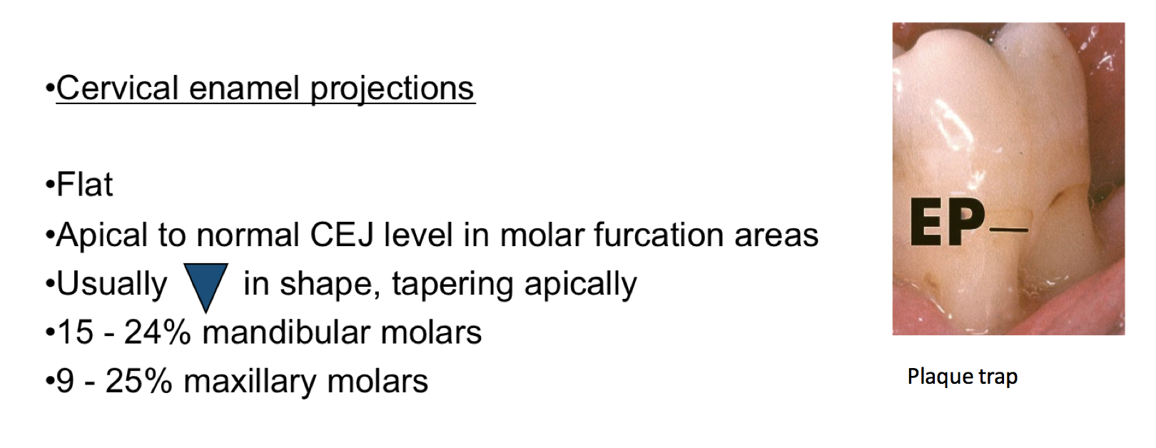 Cervical Enamel Projection