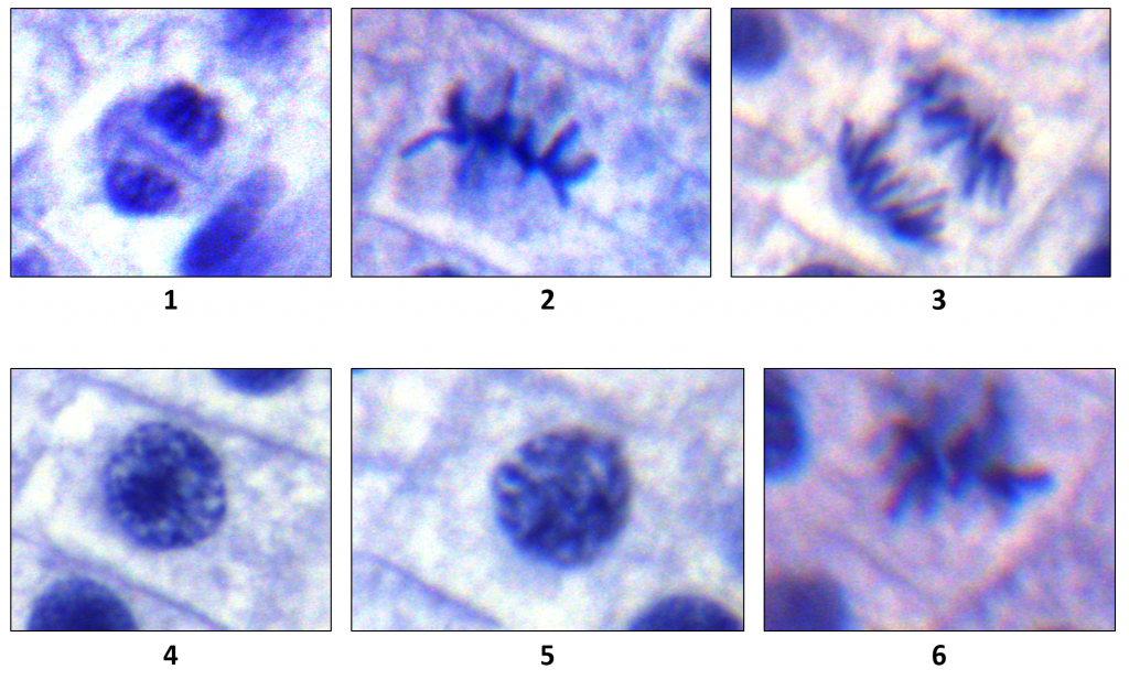 Exercise Observing Mitosis In Cells In This Chegg Com
