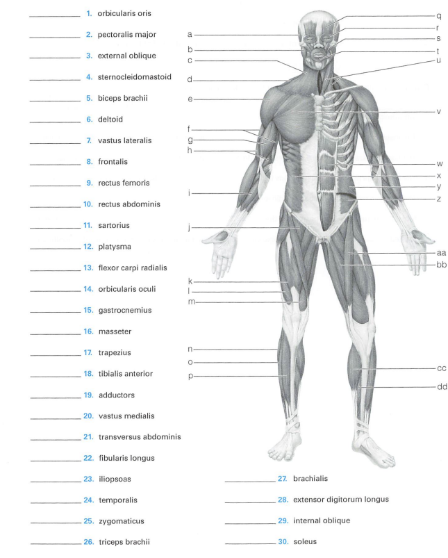 Solved 1. orbicularis oris 2. pectoralis major 3. external Chegg