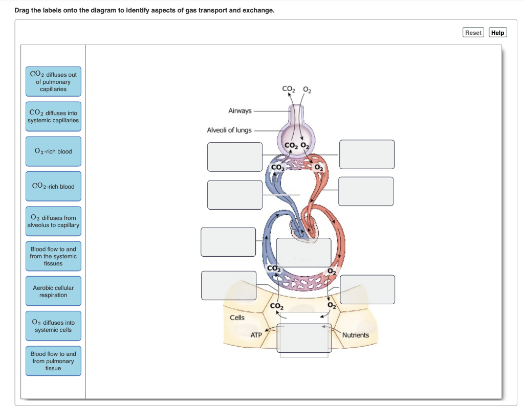 Solved Drag The Labels Onto The Diagram To Identify Aspects 6558