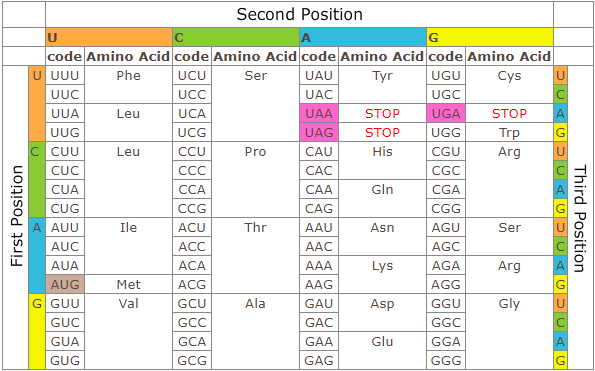 amino acid sequence chart