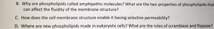 Solved B. why are phospholipids called amphipathic | Chegg.com