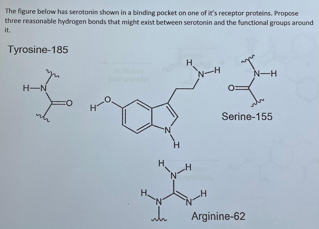 Solved The figure below has serotonin shown in a binding | Chegg.com