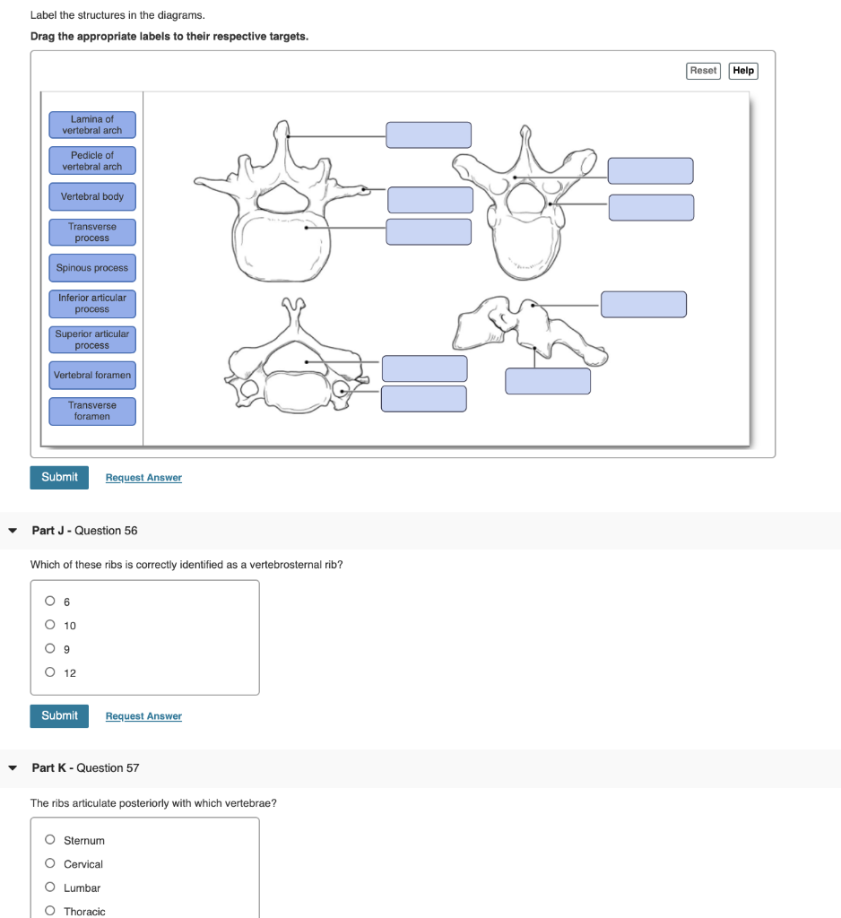 Question Label The Structures In The Diagrams. Drag The