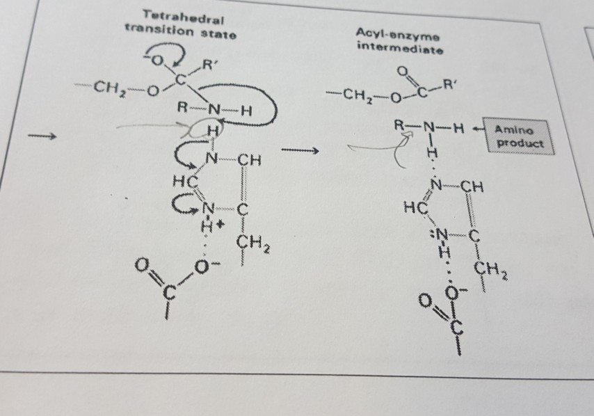 Solved Tetrahedral transition state Acyl-enzyme intermediate | Chegg.com